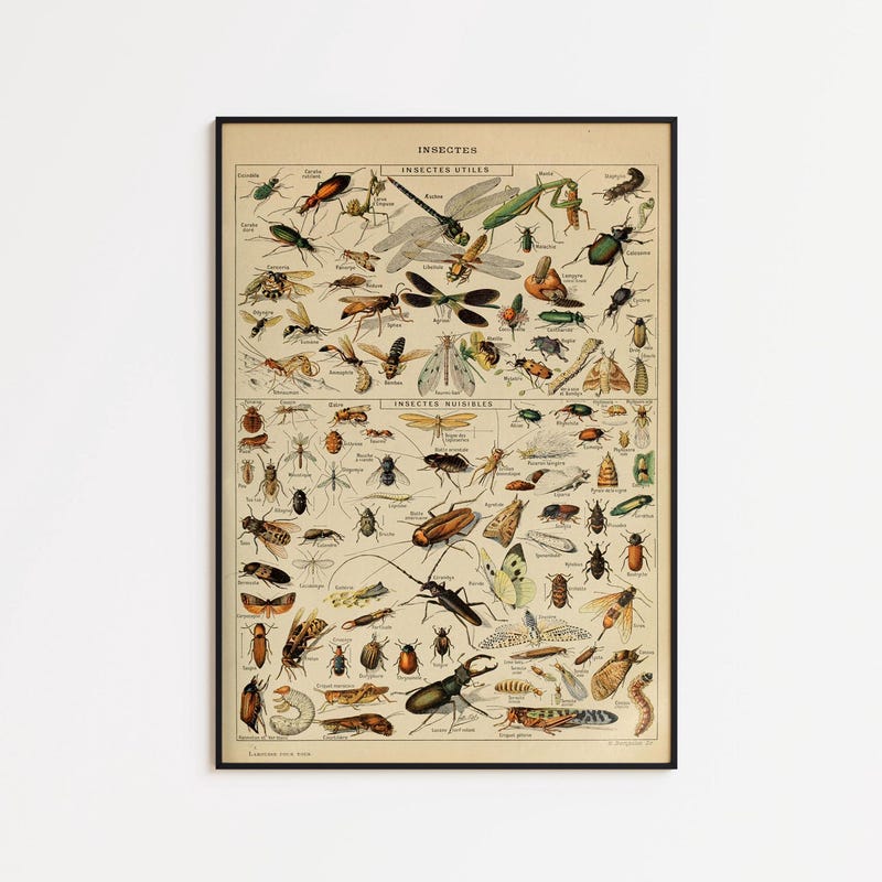 Framed Insect Posters - Etsy