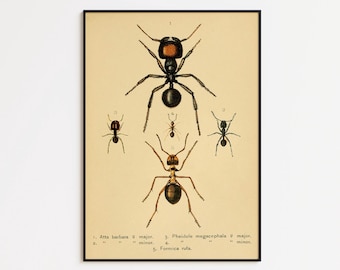 Vintage Ants Science Print: Insect Wall Art