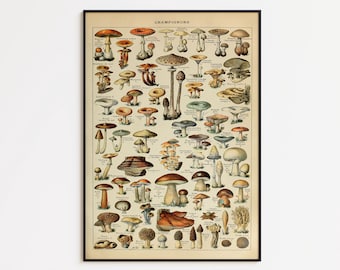 Vintage Mushroom Chart Poster: Botanical Fungi Art Print