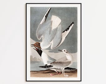 May include: Framed vintage print depicting three seagulls, one in flight. The artwork uses a muted colour palette of grey, white, brown, and black. The background shows a coastal scene. The print is in a black frame.