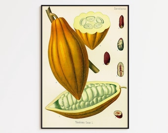 Lámina artística botánica de cacao: decoración vintage para la pared de la cocina.