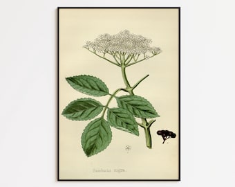 Vlierbessenbloemenprint: vintage poster met botanische kunst