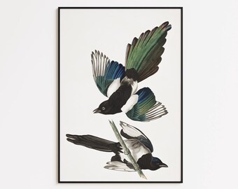 American Magpie Bird-kunstdruk: ingelijste poster of canvas muurkunst