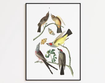 May include: A framed print featuring a detailed illustration of several birds perched on branches. The birds display a variety of colors, including brown, yellow, and red, with butterflies scattered throughout. The artwork is set against a white background.