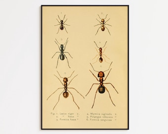 Vintage Ants Science Poster Print: Entomology Wall Art