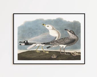 May include: A framed print depicting two seagulls. One is white and grey, the other is speckled. The artwork has a blue sky background and a brown, textured ground. The print is in a black frame.