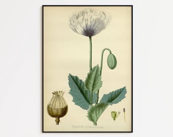 Vintage Poppy Flower Art Print: Botanical Wall Decor