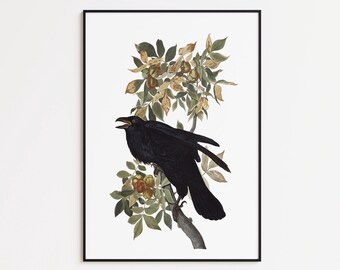Raven Art Print: Framed Poster, Canvas Wall Art