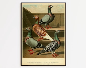 Pigeon Bird Art Print: Framed Poster, Canvas Wall Decor