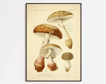 Botanische muurkunst paddestoel: canvas in vintagestijl of ingelijst