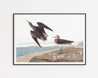 Sandpiper Bird Art Print: Coastal Wall Decor, Framed or Canvas
