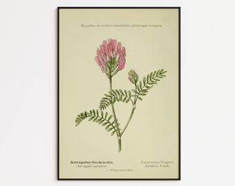 Puede incluir: Ilustración botánica enmarcada de Astragalus Onobrychis, con una flor rosa y hojas verdes. El marco negro rodea la imagen, con texto en francés y alemán. Ideal para la decoración de paredes.