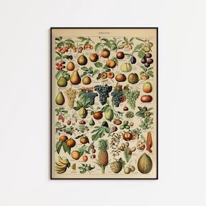 May include: A framed vintage botanical print titled "FRUITS." The print features a detailed illustration of various fruits, including cherries, pears, grapes, and pineapples, in a colorful, educational style. The frame is black.