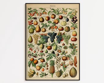 Vintage Fruits Chart Poster: Botanical Biology Wall Art