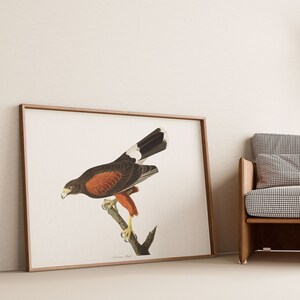 Stampe d'arte di uccelli vintage/Poster di uccelli/Stampa incorniciata/Arte di uccelli/Tela d'arte/Arte da parete di uccelli/Decorazione di uccelli per parete/Arte moderna/Stampe d'arte di uccelli