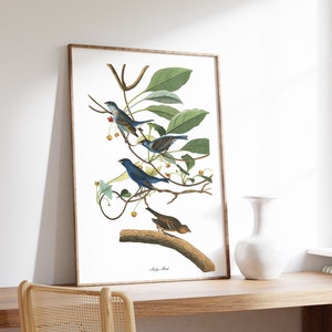 Impresiones de arte de aves vintage / Póster de aves / Impresión enmarcada / Arte de aves / Pájaro índigo / Arte de pared de aves / Decoración de aves para pared / Arte moderno / Impresiones de arte de aves
