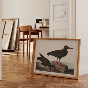 Stampe d'arte di uccelli vintage/Poster di uccelli/Stampa incorniciata/Arte di uccelli/Tela d'arte/Arte da parete di uccelli/Decorazione di uccelli per parete/Arte moderna/Stampe d'arte di uccelli