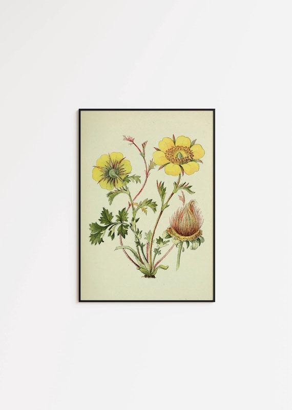 Creeping Avens Art Print: Vintage Botanical Wall Decor