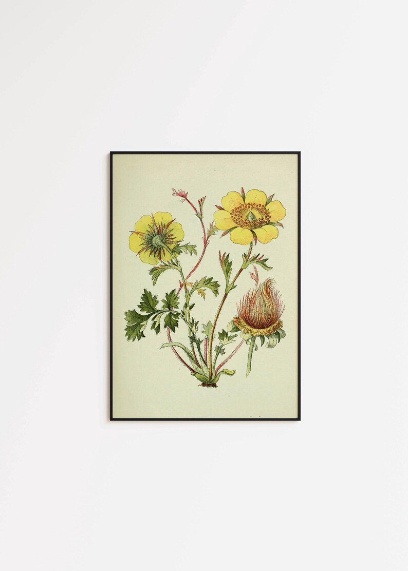 May include: Botanical print featuring yellow flowers with detailed petals and green leaves. The illustration includes a developing flower bud and is set against a light green background. The artwork is framed in a black border.