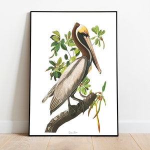Stampe d'arte di uccelli vintage/Poster di uccelli/Stampa incorniciata/Arte di uccelli/Pellicano marrone/Arte da parete di uccelli/Decorazione di uccelli per parete/Arte moderna/Stampe d'arte di uccelli