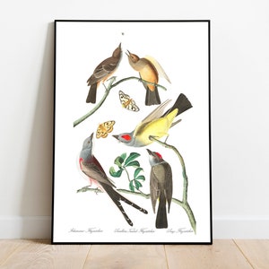 Impresiones de arte de aves vintage / Póster de aves / Impresión enmarcada / Arte de aves / Lienzo de arte / Arte de pared de aves / Decoración de aves para pared / Arte moderno / Impresiones de arte de aves