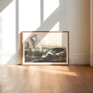 Impresiones de arte de aves vintage / Póster de aves / Impresión enmarcada / Arte de aves / Lienzo de arte / Arte de pared de aves / Decoración de aves para pared / Arte moderno / Impresiones de arte de aves