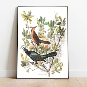 Impresiones de arte de aves vintage / Póster de aves / Impresión enmarcada / Arte de aves / Lienzo de arte / Arte de pared de aves / Decoración de aves para pared / Arte moderno / Impresiones de arte de aves