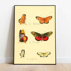 Impresión de póster de mariposa/ Impresión científica vintage / Impresiones de animales / Impresiones de pared / Arte de lienzo / Arte de pared vintage / Póster de pared / Impresiones de arte enmarcadas