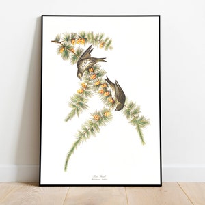 Impresiones de arte de aves vintage / Póster de aves / Impresión enmarcada / Arte de aves / Lienzo de arte / Arte de pared de aves / Decoración de aves para pared / Arte moderno / Impresiones de arte de aves