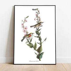 Impresiones de arte de aves vintage / Póster de aves / Impresión enmarcada / Arte de aves / Lienzo de arte / Arte de pared de aves / Decoración de aves para pared / Arte moderno / Impresiones de arte de aves