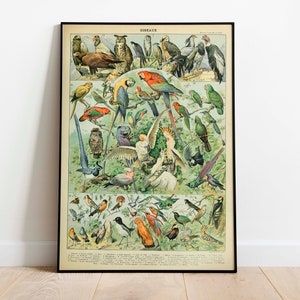 Stampa poster uccelli/Stampa scientifica vintage/Stampe animali/Stampe murali/Arte su tela/Arte murale vintage/Poster da parete/Stampe artistiche incorniciate