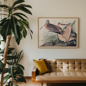 Marbled Godwit Bird Art Print Framed Poster Print Wall Art Canvas Art Print Wall Art