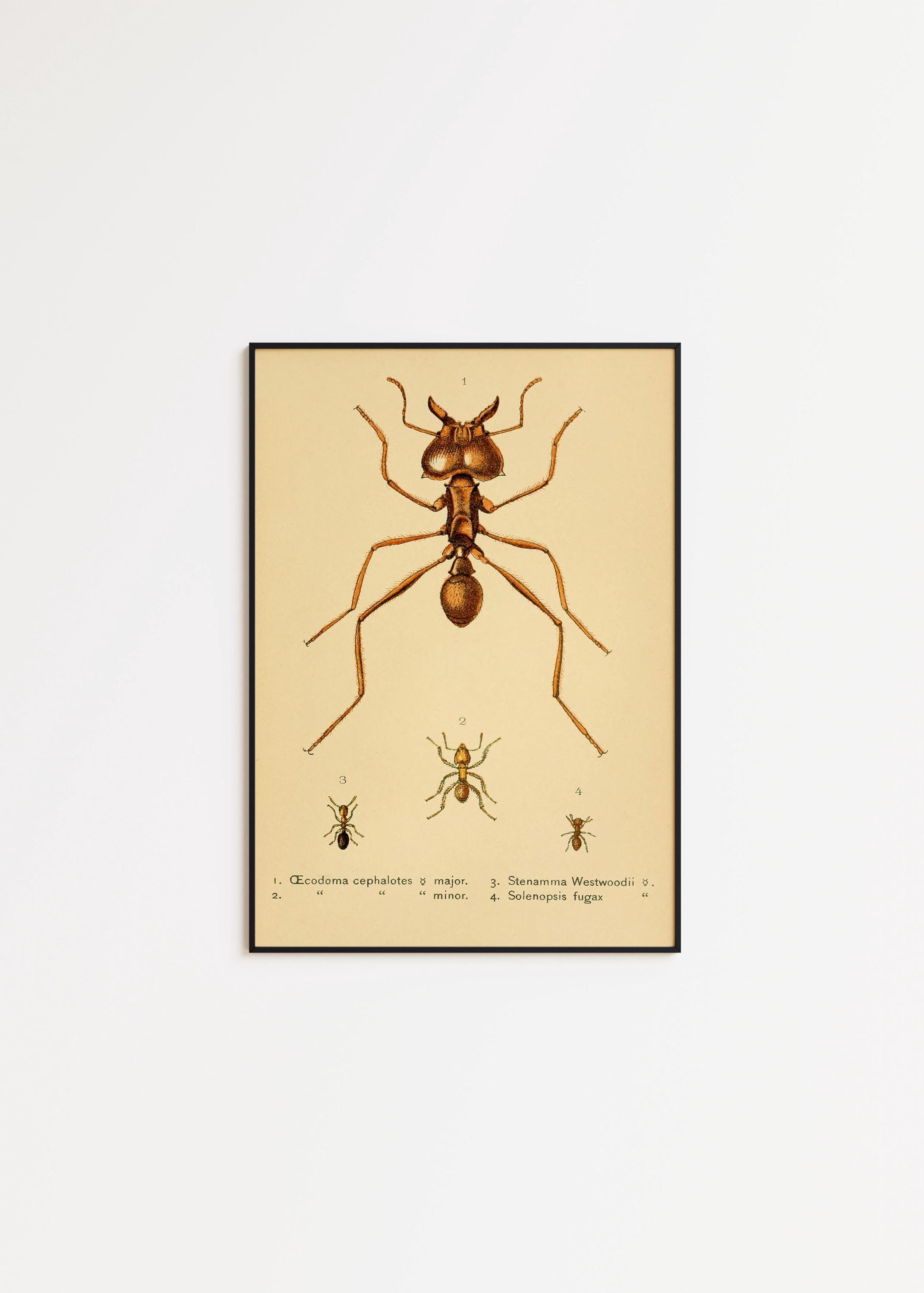 Vintage Ants Poster Print: Science Wall Art - Etsy