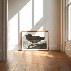 Impresiones de arte de aves vintage / Póster de aves / Impresión enmarcada / Arte de aves / Lienzo de arte / Arte de pared de aves / Decoración de aves para pared / Arte moderno / Impresiones de arte de aves