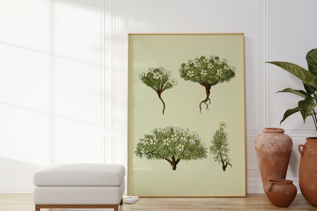 Jasmine Flower Wall Print Botanical Wall Art Art Canvas Etsy