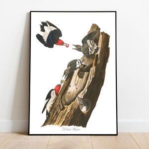Stampe d'arte di uccelli vintage/Poster di uccelli/Stampa incorniciata/Arte di uccelli/Picchio/Arte da parete di uccelli/Decorazione di uccelli per parete/Arte moderna/Stampe d'arte di uccelli