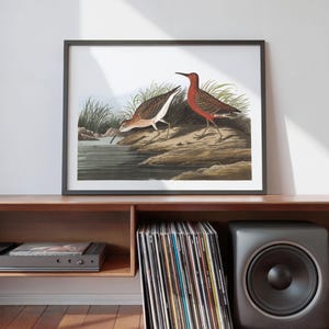 Pigmy Curlew Bird Art Print Framed Poster Print Wall Art Canvas Art Print Wall Art