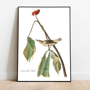 Stampe d'arte di uccelli vintage/Poster di uccelli/Stampa incorniciata/Arte di uccelli/Arte di uccelli/Arte da parete di uccelli/Decorazione di uccelli per parete/Arte moderna/Stampe d'arte di uccelli