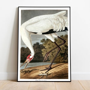 Impresiones de arte de aves vintage / Póster de aves / Impresión enmarcada / Arte de aves / Grúa de aro / Arte de pared de aves / Decoración de aves para pared / Arte moderno / Impresiones de arte de aves