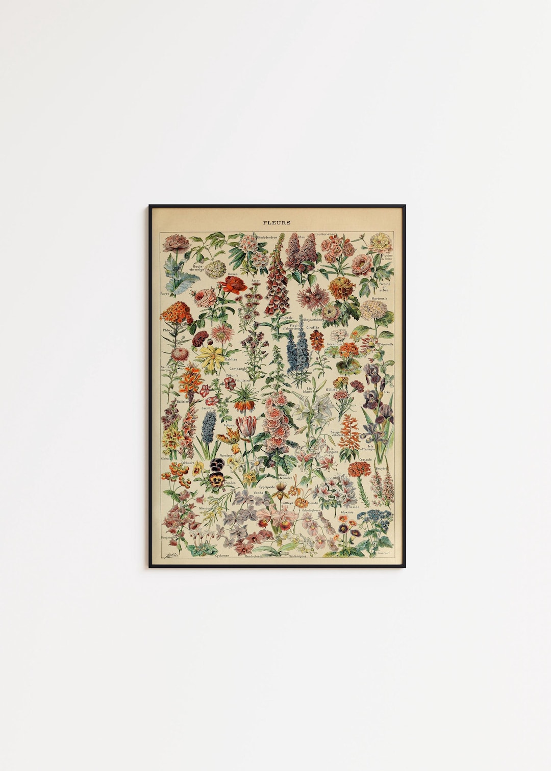 Vintage Flowers Chart Poster: Botanical Wall Art - Etsy