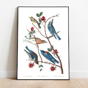 Stampe d'arte di uccelli vintage/Poster di uccelli/Stampa incorniciata/Arte di uccelli/Tela d'arte/Arte da parete di uccelli/Decorazione di uccelli per parete/Arte moderna/Stampe d'arte di uccelli