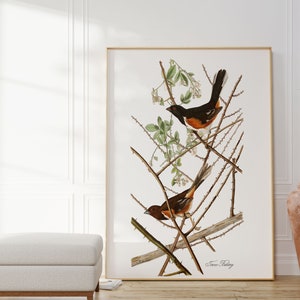 Impresiones de arte de aves vintage / Póster de aves / Impresión enmarcada / Arte de aves / Lienzo de arte / Arte de pared de aves / Decoración de aves para pared / Arte moderno / Impresiones de arte de aves