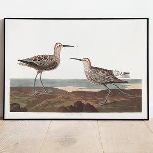 Impresiones de arte de aves vintage / Póster de aves / Impresión enmarcada / Arte de aves / Lienzo de arte / Arte de pared de aves / Decoración de aves para pared / Arte moderno / Impresiones de arte de aves
