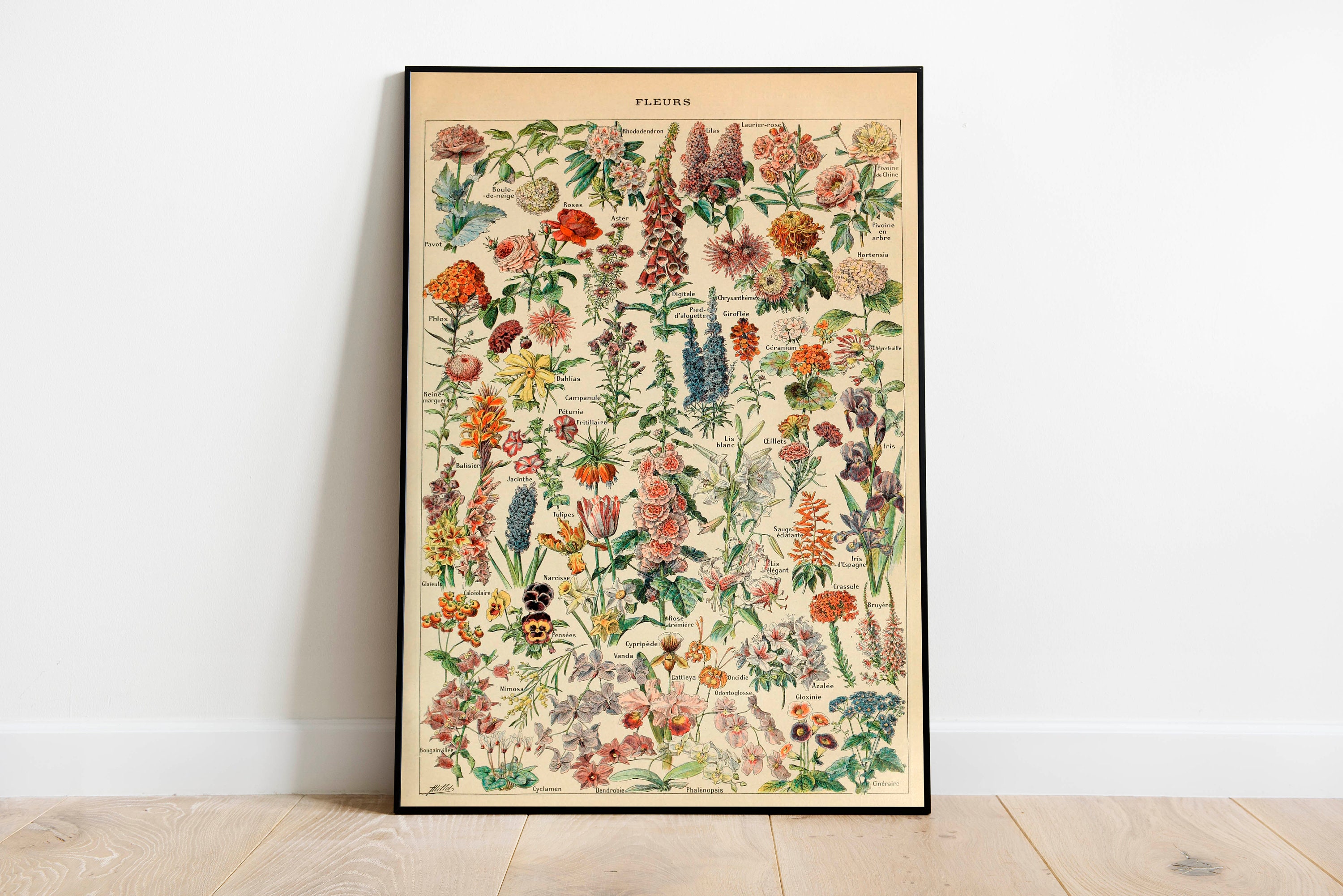 Flowers Chart| Flowers Diagram| Kitchen Wall Poster| Botanic Wall Pos…