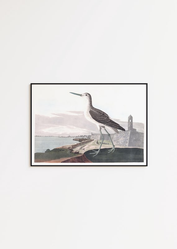 Greenshank Bird Art Print: Coastal Wall Decor, Framed or Canvas