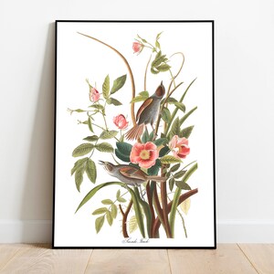 Impresiones de arte de aves vintage / Póster de aves / Impresión enmarcada / Arte de aves / Lienzo de arte / Arte de pared de aves / Decoración de aves para pared / Arte moderno / Impresiones de arte de aves