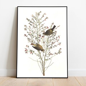 Stampe d'arte di uccelli vintage/Poster di uccelli/Stampa incorniciata/Arte di uccelli/Tela d'arte/Arte da parete di uccelli/Decorazione di uccelli per parete/Arte moderna/Stampe d'arte di uccelli