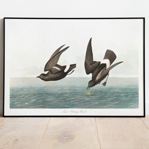 Impresiones de arte de aves vintage / Póster de aves / Impresión enmarcada / Arte de aves / Lienzo de arte / Arte de pared de aves / Decoración de aves para pared / Arte moderno / Impresiones de arte de aves