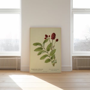 Great Burnet Flower Wall Print| Botanical Wall Art| Art Canvas| Poster Vintage| Flower Art| Kitchen Wall Art| Wall Poster| Framed Art Prints