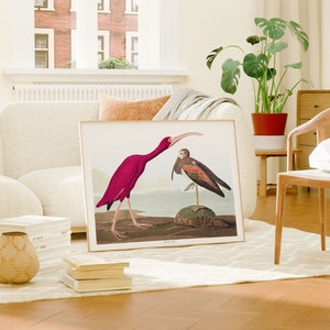 Impresiones de arte de aves vintage / Póster de aves / Impresión enmarcada / Arte de aves / Lienzo de arte / Arte de pared de aves / Decoración de aves para pared / Arte moderno / Impresiones de arte de aves